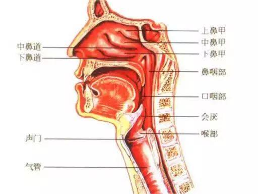 如何使用電子支氣管鏡:生產廠家提供的入境技巧指南 如何使用電子支氣管鏡:生產廠家提供的入境技巧指南